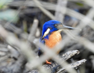 azuurijsvogel - Ceyx azureus - Azure kingfisher
