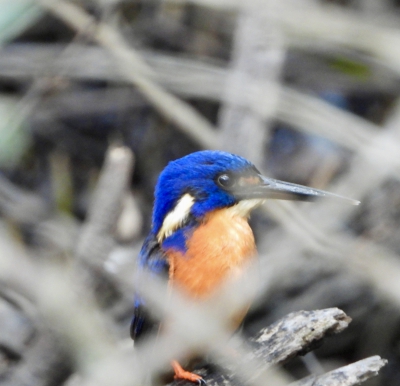 azuurijsvogel - Ceyx azureus - Azure kingfisher
