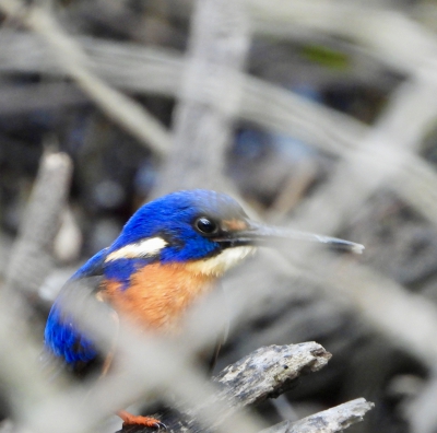 azuurijsvogel - Ceyx azureus - Azure kingfisher
