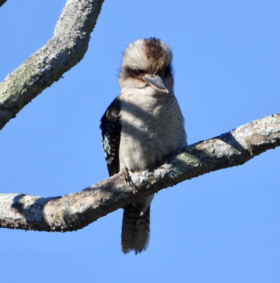 Kookaburra - Dacelo novaeguineae
