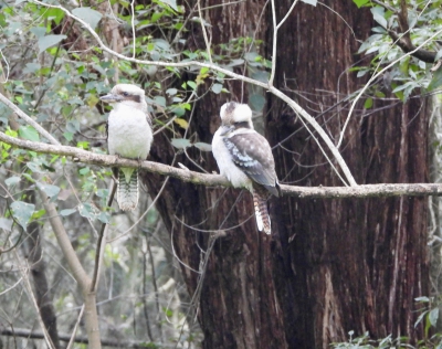 Kookaburra - Dacelo novaeguineae
