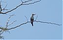 grey-headed_kingfisher2.jpg