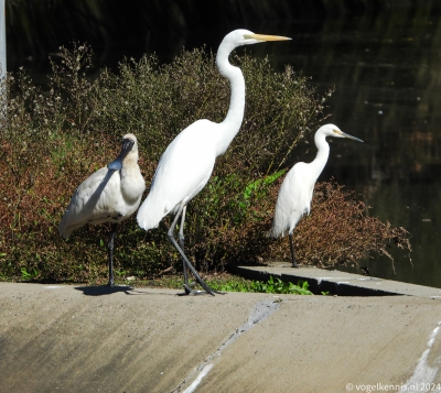 Oostelijke grote zilverreiger - Ardea alba modesta - Eastern great egret
