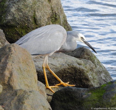 Witwangreiger - Egretta novaehollandiae White-faced heron
