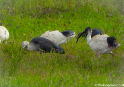 Withalsreiger - Ardea pacifica - White-necked heron
