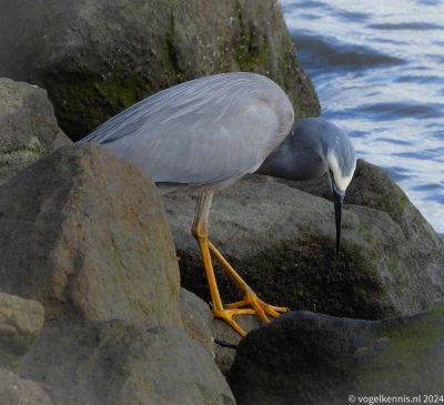 Witwangreiger - Egretta novaehollandiae White-faced heron
