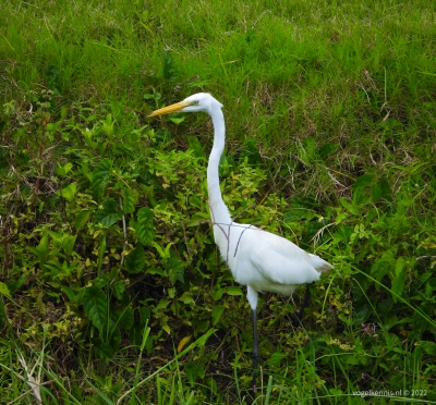 Amerikaanse grote zilverreiger - American Great Egret (Ardea alba egretta)
