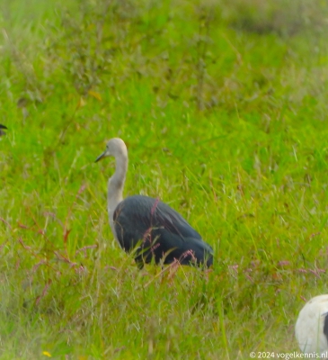 Withalsreiger - Ardea pacifica - White-necked heron
