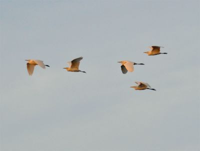 koereiger - Bubulcus ibis
