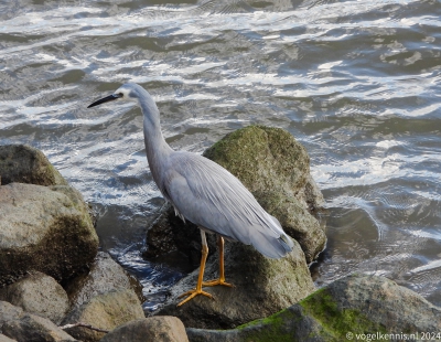 Witwangreiger - Egretta novaehollandiae White-faced heron
