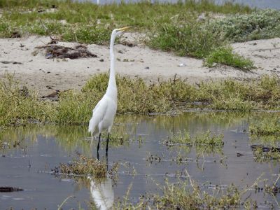Great white egret - Grote zilverreiger
