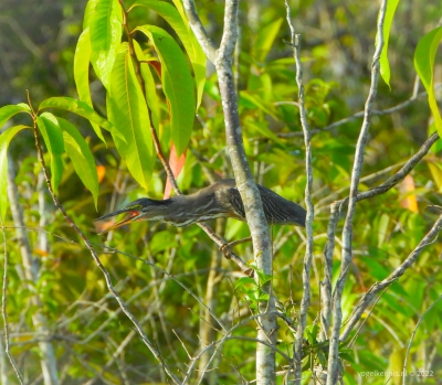 Mangrovereiger - striated heron (Butorides striata)
