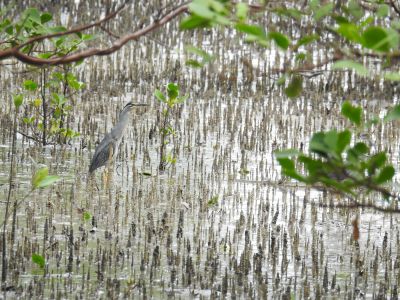 mangrovereiger - Butorides striata javanica
Keywords: mangrovereiger;Butorides striata javanica