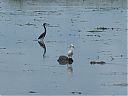 Snowy_Egret_and_Tricolored_Heron.jpg