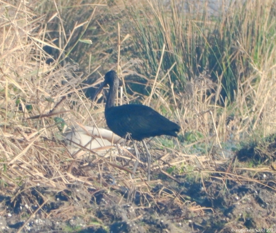 Zwarte ibis - Plegadis falcinellus - Glossy ibis
Nov 23 lepelaarspad bij Oeverloper
