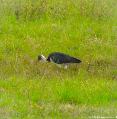 Strohalsibis - Threskiornis spinicollis - Straw-necked Ibis
