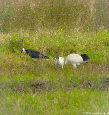 Strohalsibis - Threskiornis spinicollis - Straw-necked Ibis
