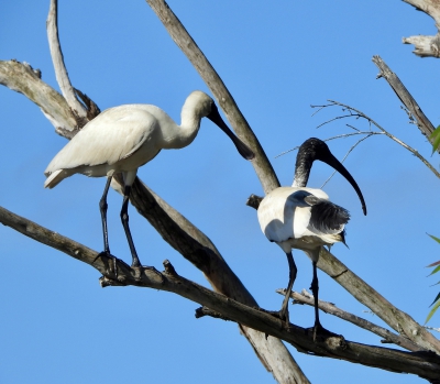 Australische witte ibis - Threskiornis molucca - Australian white ibis
