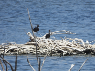 Zwarte ibis - Plegadis falcinellus - Glossy ibis
