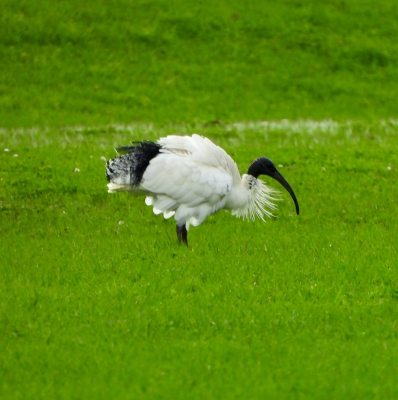 Australische witte ibis - Threskiornis molucca - Australian white ibis
