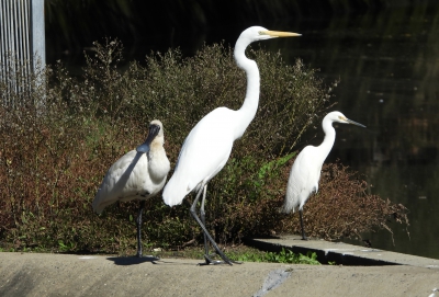 Koningslepelaar - Platalea regia - Royal spoonbill
