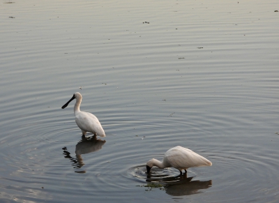 Koningslepelaar - Platalea regia - Royal spoonbill
