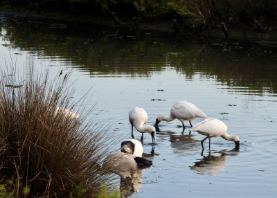 Koningslepelaar - Platalea regia - Royal spoonbill
