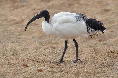 heilige ibis - Threskiornis aethiopicus
Keywords: heilige ibis;Threskiornis aethiopicus