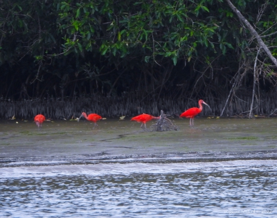 Rode ibis - Scarlet ibis (Eudocimus ruber)
