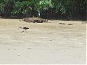 Green_Ibis_and_Tricolored_Heron.jpg