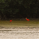 Rode_ibis_-_Scarlet_ibis_28Eudocimus_ruber29_2.jpeg