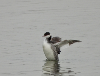 Kuifduiker - Horned Grebe - Podiceps auritus
