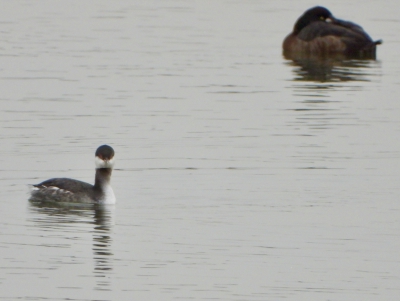 Kuifduiker - Horned Grebe - Podiceps auritus
