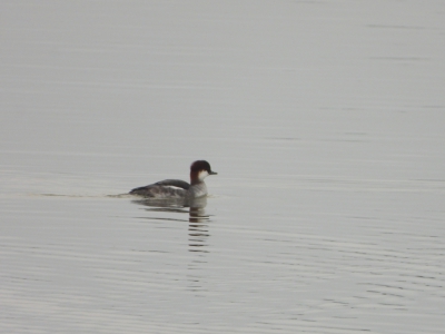 Kuifduiker - Horned Grebe - Podiceps auritus
Winterkleed, IJmeer dec 25
