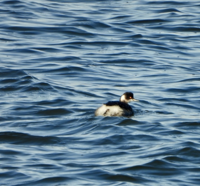 geoorde fuut - Podiceps nigricollis
