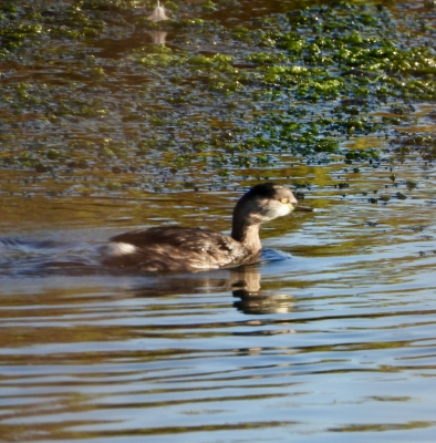 Australische dodaars - Tachybaptus novaehollandiae - Australasian grebe
