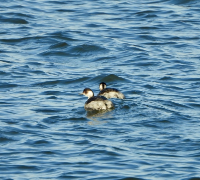 geoorde fuut - Podiceps nigricollis
