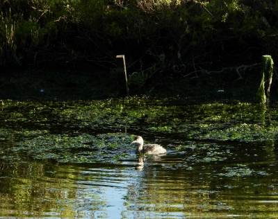 Australische dodaars - Tachybaptus novaehollandiae - Australasian grebe
