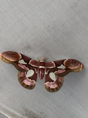 Rothschild’s silk moth -  Rothschildia erycina
