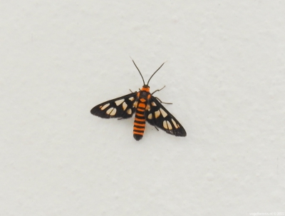 Wespmot - wasp moth - Amata hueberni 
