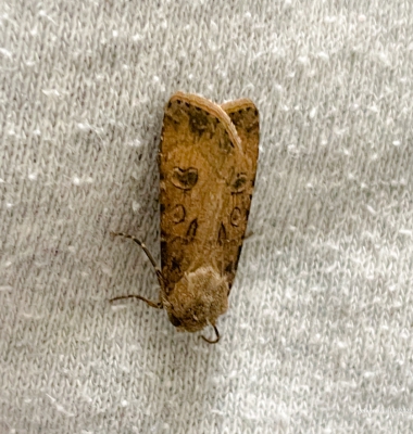 Gewone velduil - Turnip moth - Agrotis zegetum
