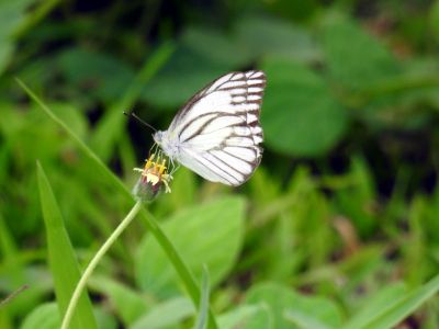 vlinder Phuket
