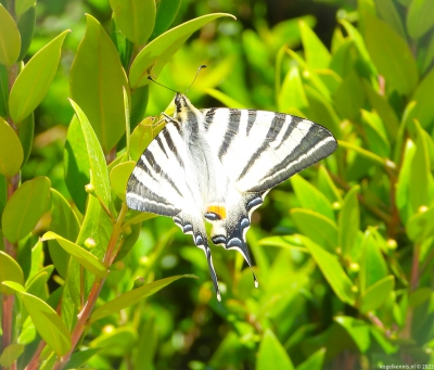 Koningspage - Iphiclides podalirius - Scarce swallowtail
