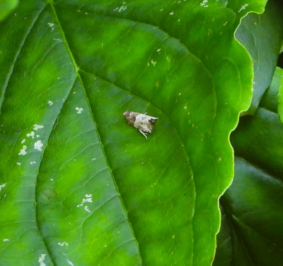 Populierenbladroller - Gypsonoma aceriana

