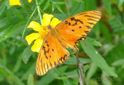 Gulf fritillary - Agraulis vanillae
ook passion butterfly
