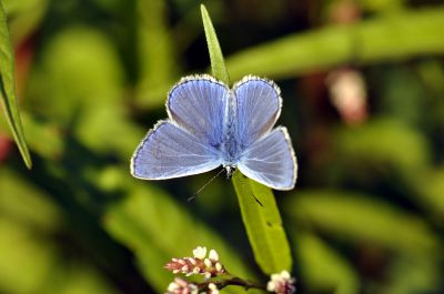 icarusblauwtje - Polyommatus icarus
