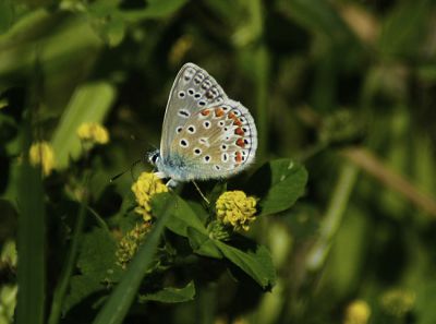 icarusblauwtje - Polyommatus icarus

