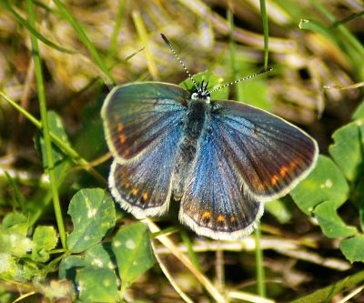 icarusblauwtje - Polyommatus icarus
vrouwtje
