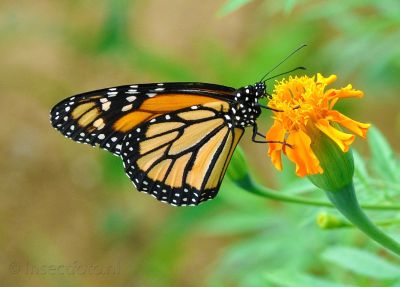 monarchvlinder - Danaus plexippus
