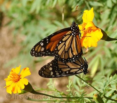 monarchvlinder - Danaus plexippus
